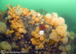 Plumose anemones on reef in Loch Hourn, Scotland.
10.5mm. by Mark Thomas 